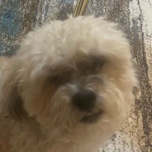 Meet your Posher, Benji